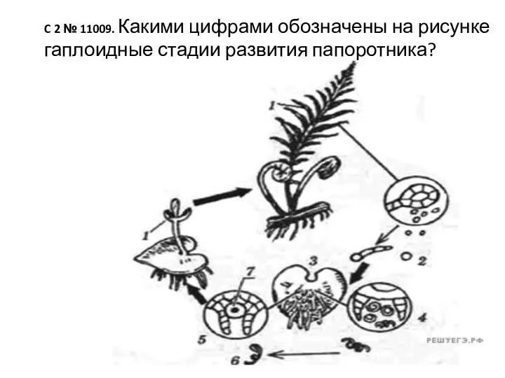 C 2 № 11009. Какими цифрами обозначены на рисунке гаплоидные стадии развития папоротника?