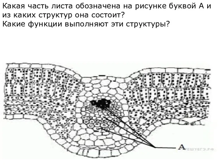 Какая часть листа обозначена на рисунке буквой А и из