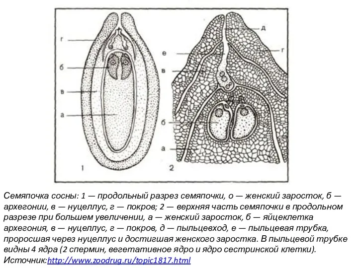 Семяпочка сосны: 1 — продольный разрез семяпочки, о — женский