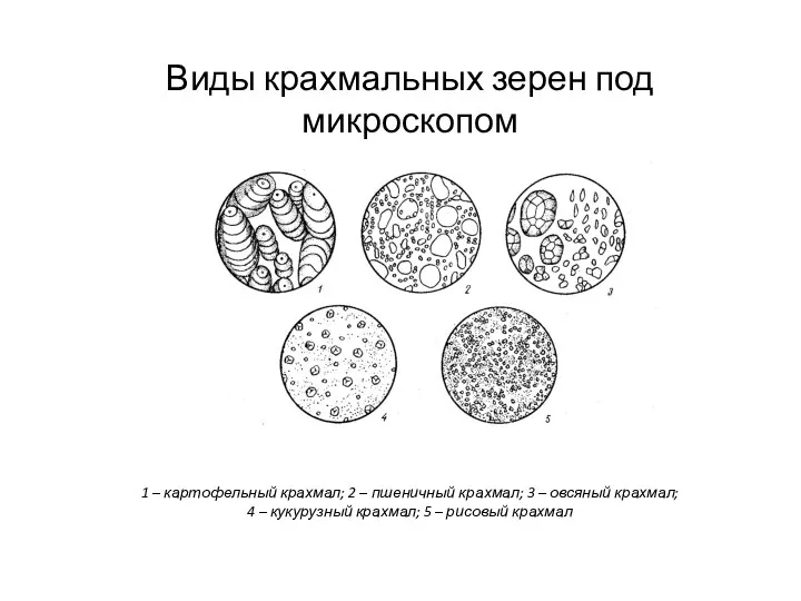 Виды крахмальных зерен под микроскопом 1 – картофельный крахмал; 2