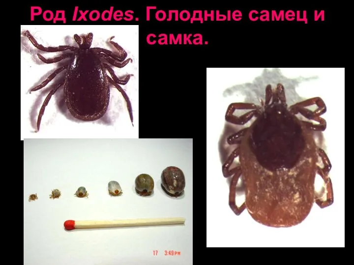 Род Ixodes. Голодные самец и самка.