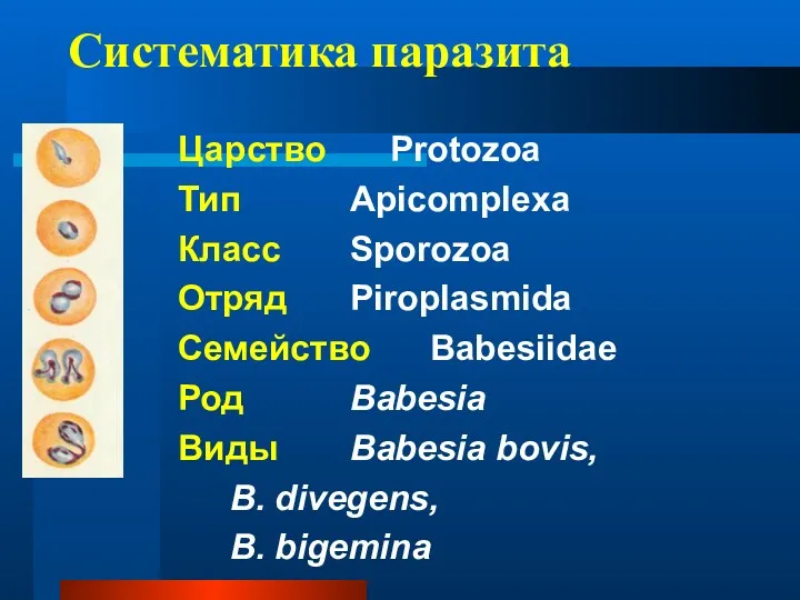 Систематика паразита Царство Protozoa Тип Apicomplexa Класс Sporozoa Отряд Piroplasmida Семейство Babesiidae Род