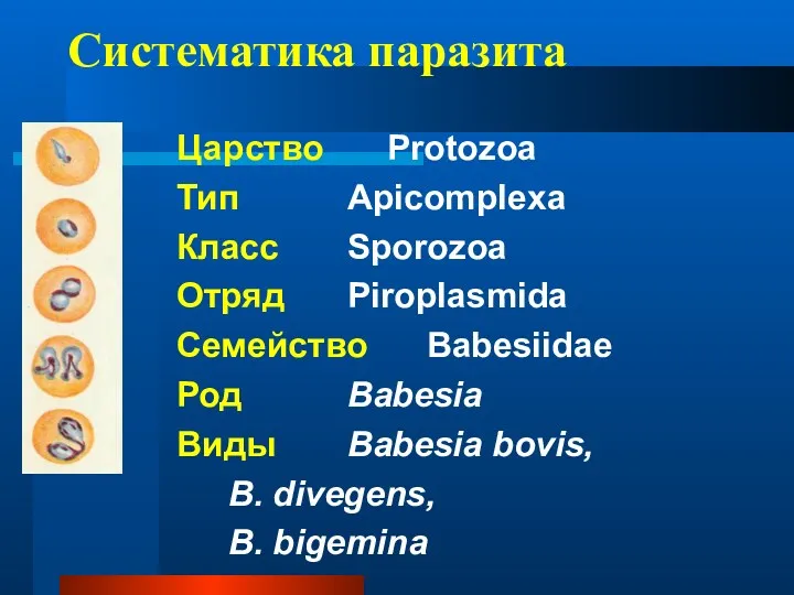 Систематика паразита Царство Protozoa Тип Apicomplexa Класс Sporozoa Отряд Piroplasmida