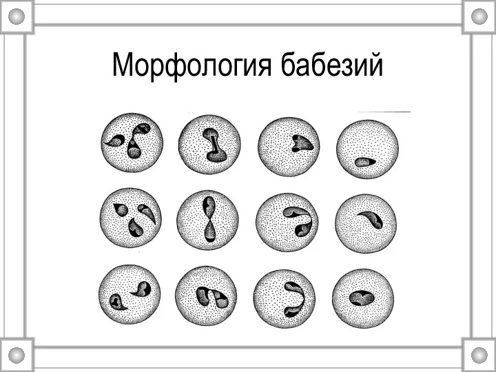 Морфология бабезий