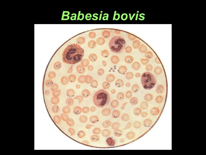 Babesia bovis