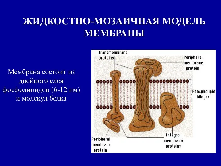 ЖИДКОСТНО-МОЗАИЧНАЯ МОДЕЛЬ МЕМБРАНЫ Мембрана состоит из двойного слоя фосфолипидов (6-12 нм) и молекул белка