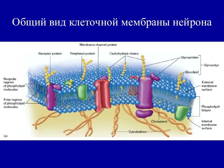 Общий вид клеточной мембраны нейрона