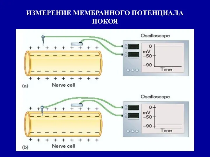 ИЗМЕРЕНИЕ МЕМБРАННОГО ПОТЕНЦИАЛА ПОКОЯ