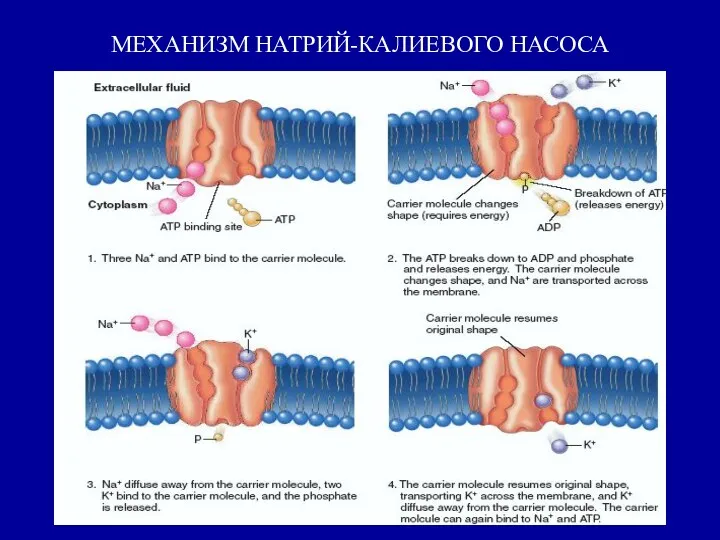 МЕХАНИЗМ НАТРИЙ-КАЛИЕВОГО НАСОСА