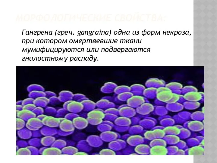 МОРФОЛОГИЧЕСКИЕ СВОЙСТВА: Гангрена (греч. gangraina) одна из форм некроза, при