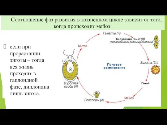 Соотношение фаз развития в жизненном цикле зависит от того, когда