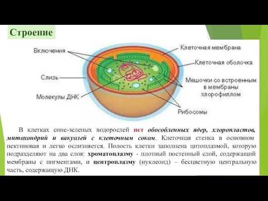 Строение В клетках сине-зеленых водорослей нет обособленных ядер, хлоропластов, митохондрий и вакуолей с