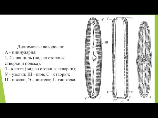 Диатомовые водоросли: А - пиннулярия: 1, 2 - панцирь (вид со стороны створки