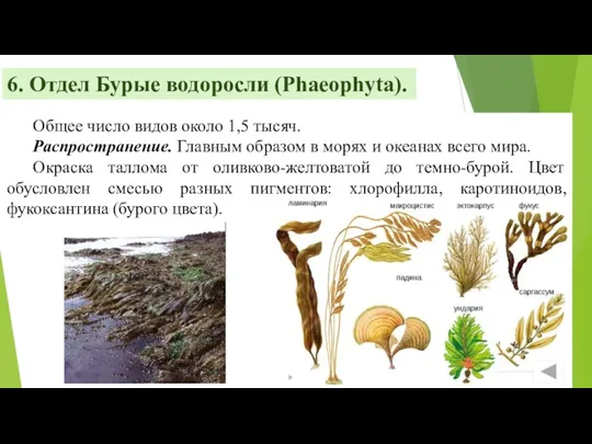 6. Отдел Бурые водоросли (Phaeophyta). Общее число видов около 1,5 тысяч. Распространение. Главным