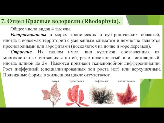 7. Отдел Красные водоросли (Rhodophyta). Общее число видов 4 тысячи. Распространены в морях