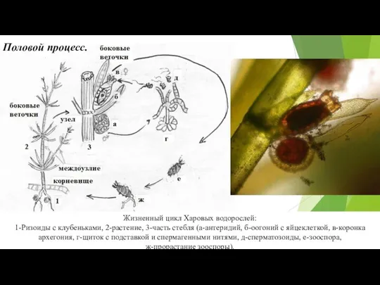 Жизненный цикл Харовых водорослей: 1-Ризоиды с клубеньками, 2-растение, 3-часть стебля (а-антеридий, б-оогоний с