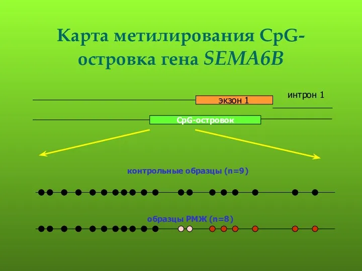 Карта метилирования CpG-островка гена SEMA6B контрольные образцы (n=9) образцы РМЖ (n=8)