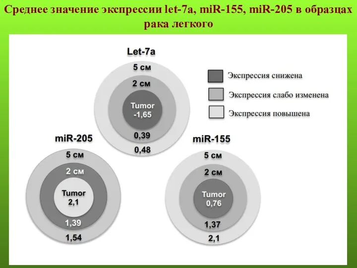 Среднее значение экспрессии let-7a, miR-155, miR-205 в образцах рака легкого