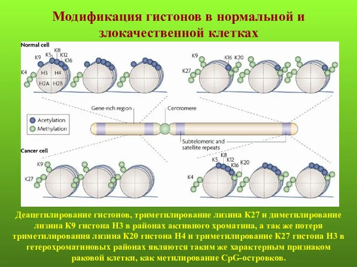 Деацетилирование гистонов, триметилирование лизина К27 и диметилирование лизина К9 гистона