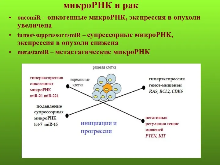 микроРНК и рак oncomiR - онкогенные микроРНК, экспрессия в опухоли
