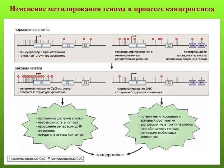 Изменение метилирования генома в процессе канцерогенеза