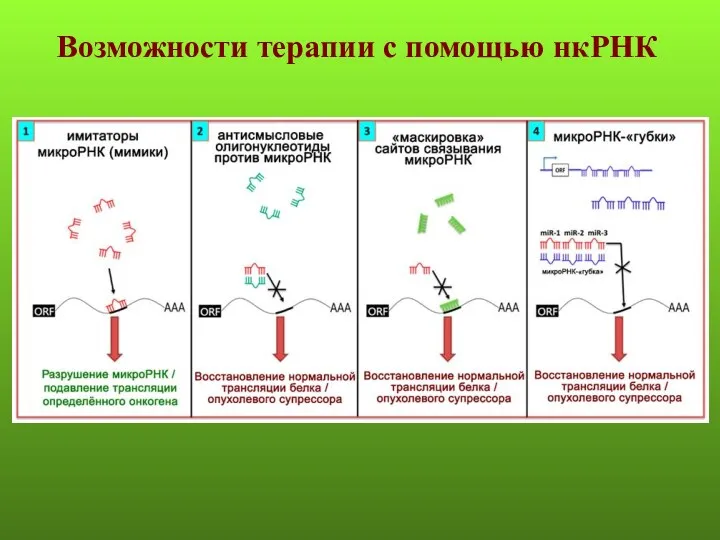 Возможности терапии с помощью нкРНК