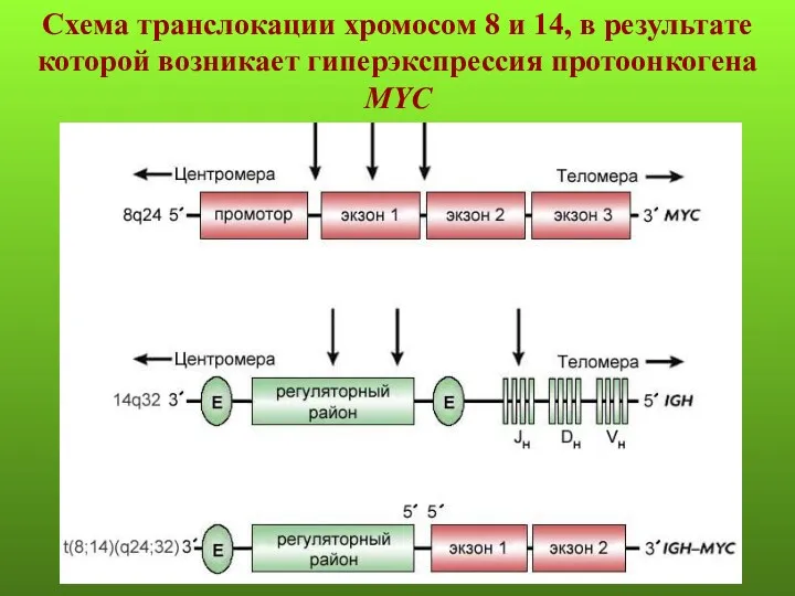 Схема транслокации хромосом 8 и 14, в результате которой возникает гиперэкспрессия протоонкогена MYC