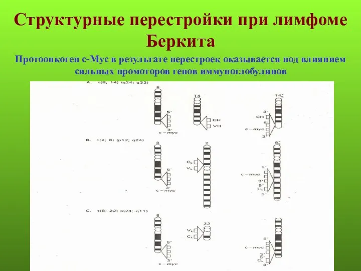 Структурные перестройки при лимфоме Беркита Протоонкоген с-Myc в результате перестроек
