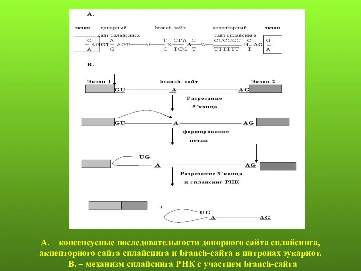 А. – консенсусные последовательности донорного сайта сплайсинга, акцепторного сайта сплайсинга