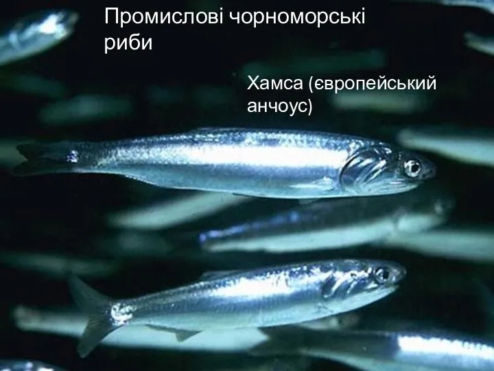 Промислові чорноморські риби Хамса (європейський анчоус) Промислові чорноморські риби Хамса (європейський анчоус)
