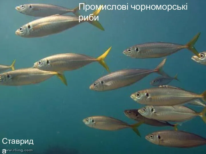 Промислові чорноморські риби Промислові чорноморські риби Ставрида