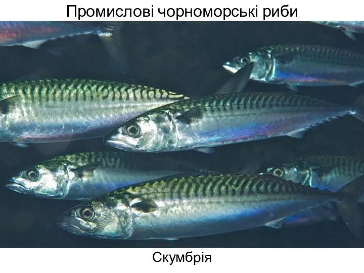 Промислові чорноморські риби Скумбрія