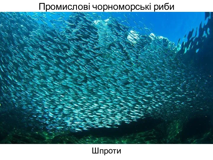 Промислові чорноморські риби Шпроти