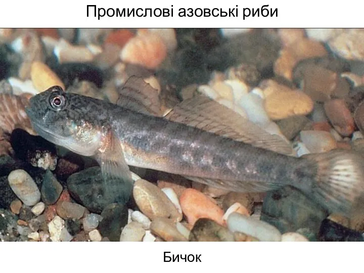 Промислові азовські риби Бичок