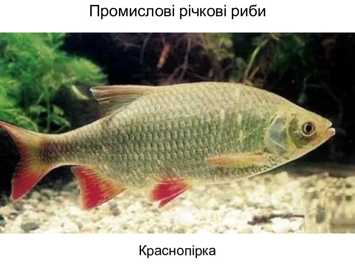 Промислові річкові риби Краснопірка