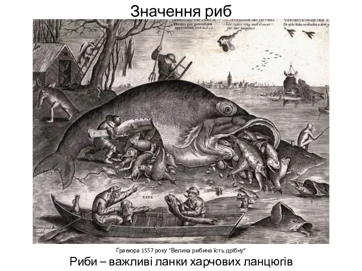Значення риб Гравюра 1557 року “Велика рибина їсть дрібну” Риби – важливі ланки харчових ланцюгів