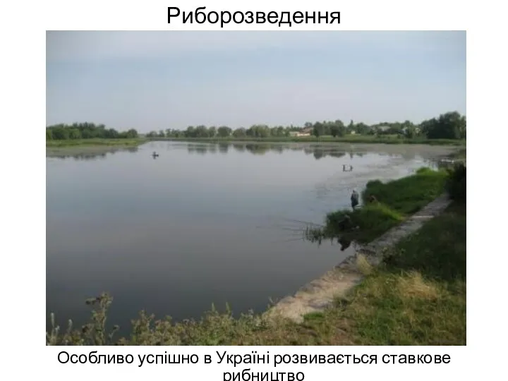 Риборозведення Особливо успішно в Україні розвивається ставкове рибництво