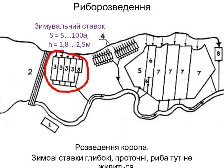 Риборозведення Розведення коропа. Зимові ставки глибокі, проточні, риба тут не