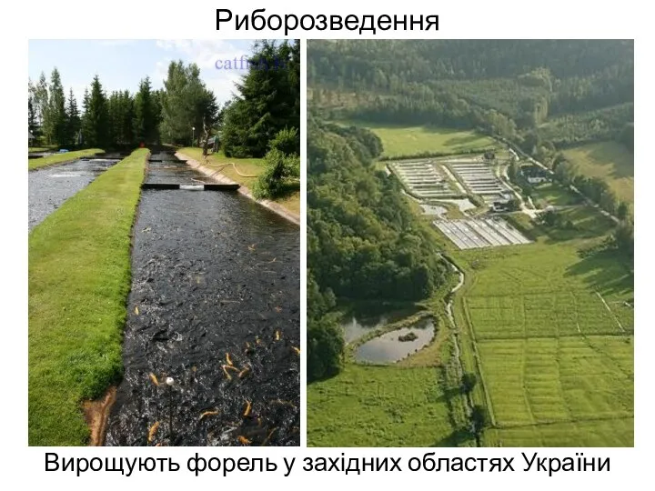 Риборозведення Вирощують форель у західних областях України