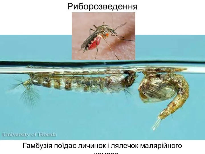 Риборозведення Гамбузія поїдає личинок і лялечок малярійного комара