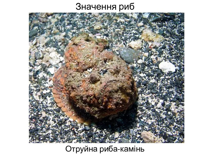 Значення риб Отруйна риба-камінь