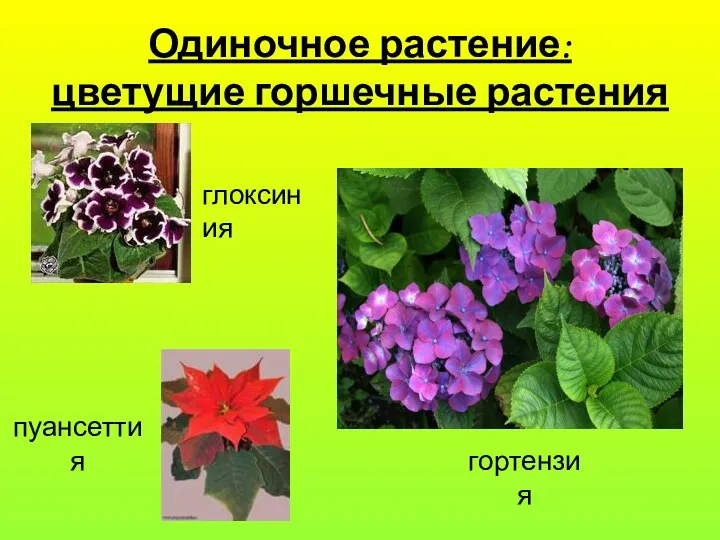Одиночное растение: цветущие горшечные растения глоксиния пуансеттия гортензия