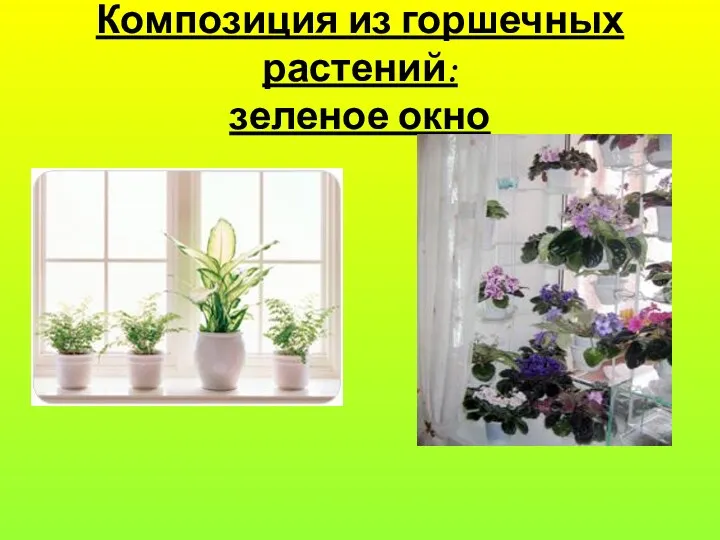 Композиция из горшечных растений: зеленое окно