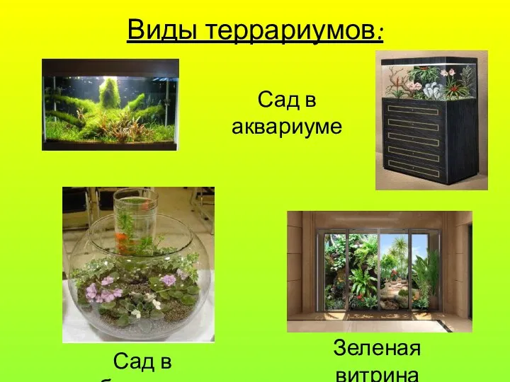 Виды террариумов: Сад в аквариуме Зеленая витрина Сад в бутылке