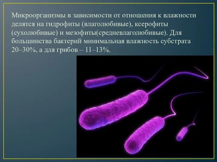 Микроорганизмы в зависимости от отношения к влажности делятся на гидрофиты (влаголюбивые), ксерофиты (сухолюбивые)