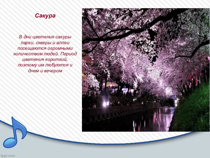 Сакура В дни цветения сакуры парки, скверы и аллеи посещаются