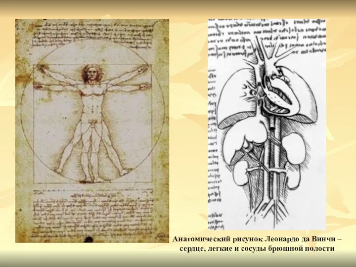 Анатомический рисунок Леонардо да Винчи – сердце, легкие и сосуды брюшной полости