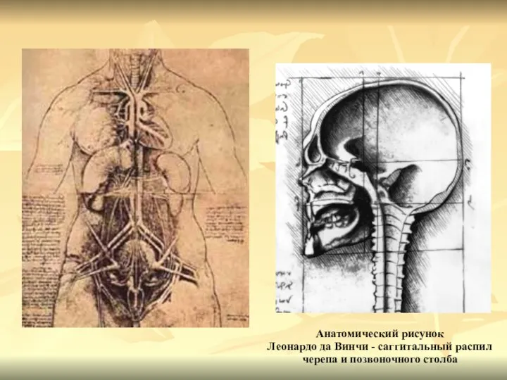 Анатомический рисунок Леонардо да Винчи - саггитальный распил черепа и позвоночного столба