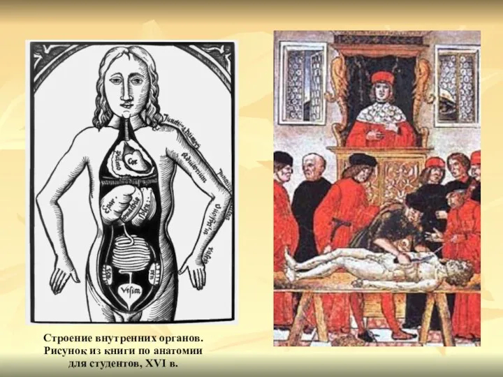 Строение внутренних органов. Рисунок из книги по анатомии для студентов, XVI в.
