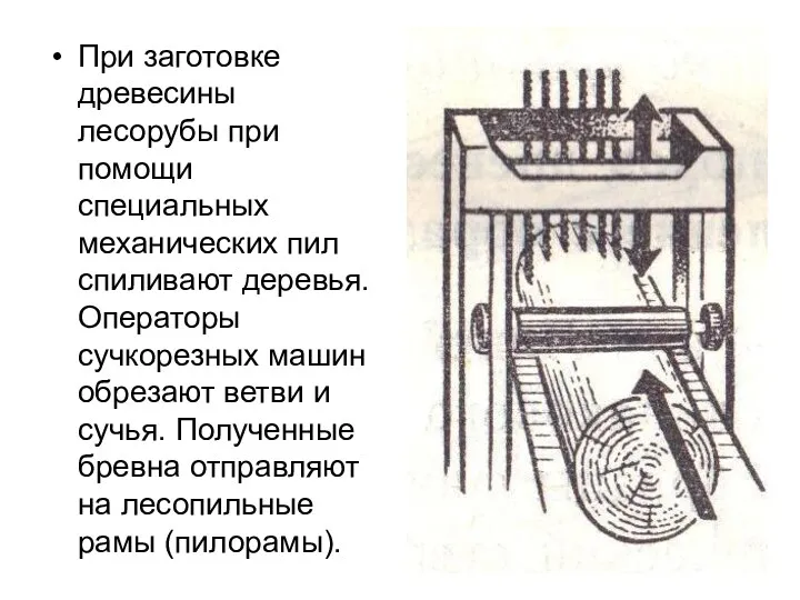 При заготовке древесины лесорубы при помощи специальных механических пил спиливают